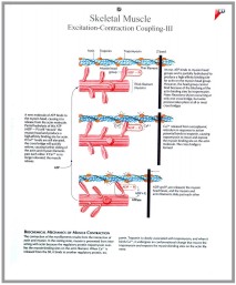 human fetal circulation
